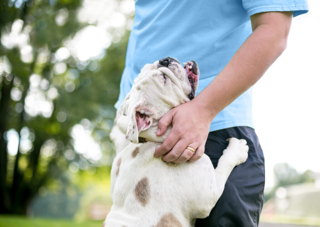chien bulldog anglais heureux affectueux avec son maître