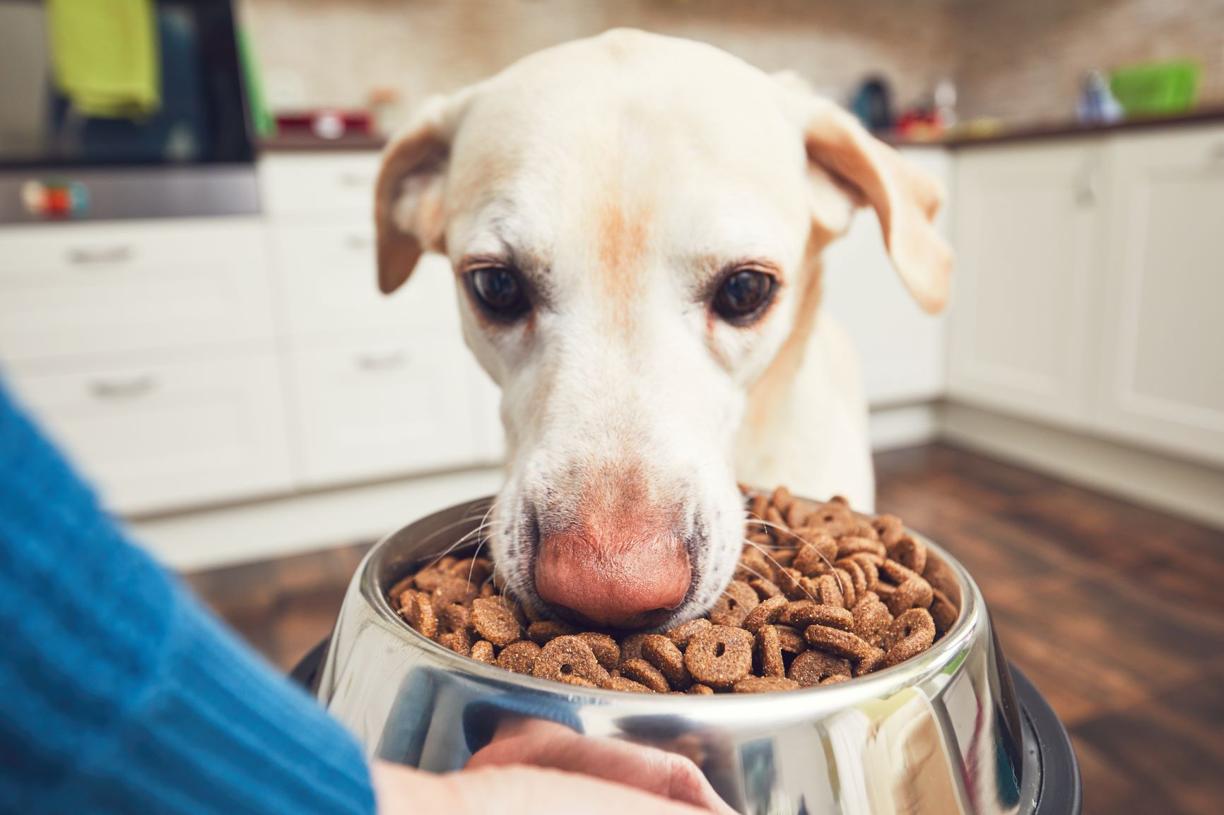 chien souffrant de dermatite atopique qui mange des croquettes