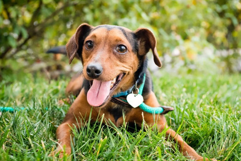 chien brun heureux qui sourit allongé dans l'herbe