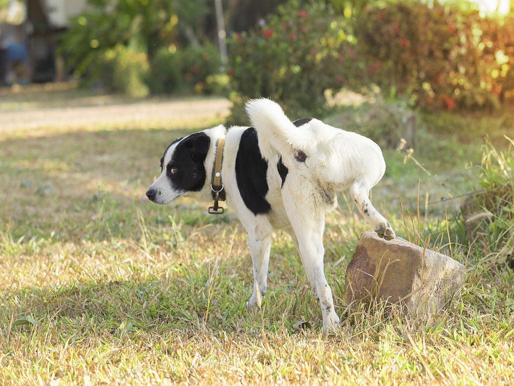 chien incontinent qui urine dehors