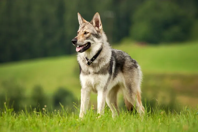 Chien-loup tchécoslovaque dans une prairie