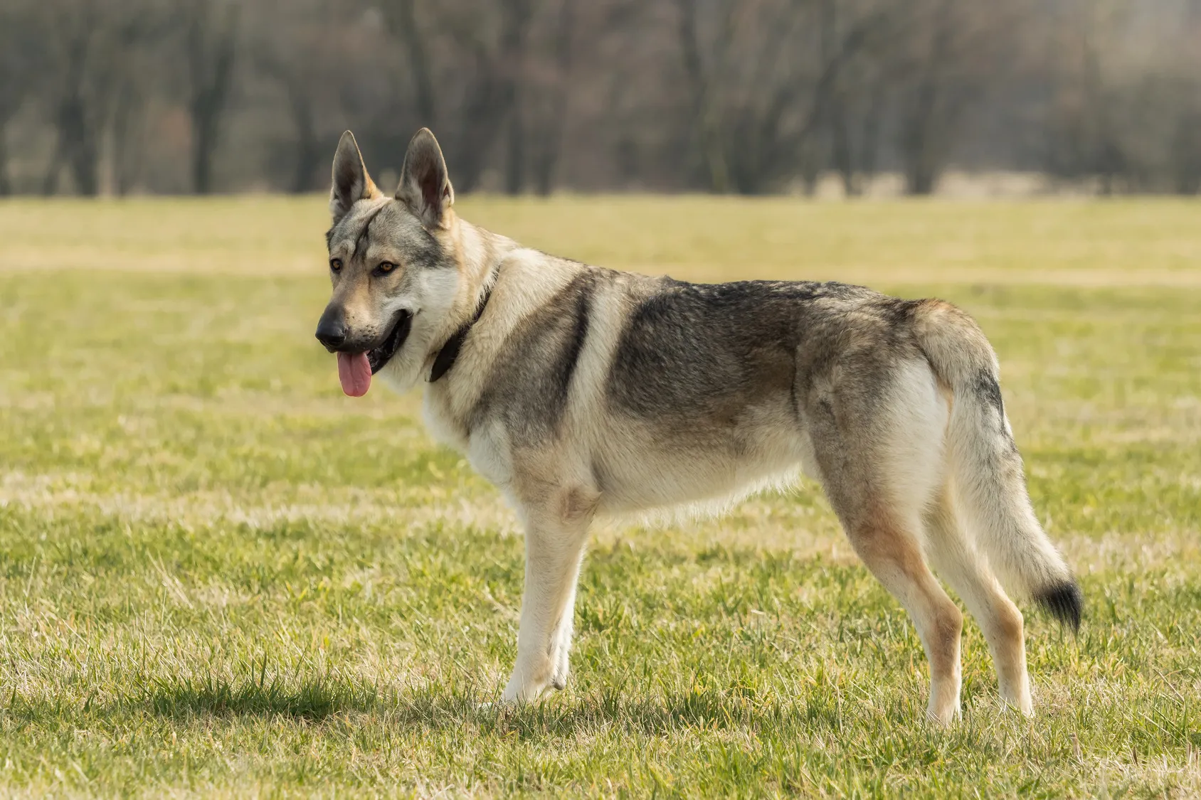 Le chien-loup tchécoslovaque est un animal farouche