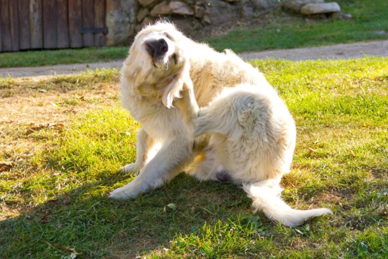 chien souffrant de dermatite atopique qui se gratte