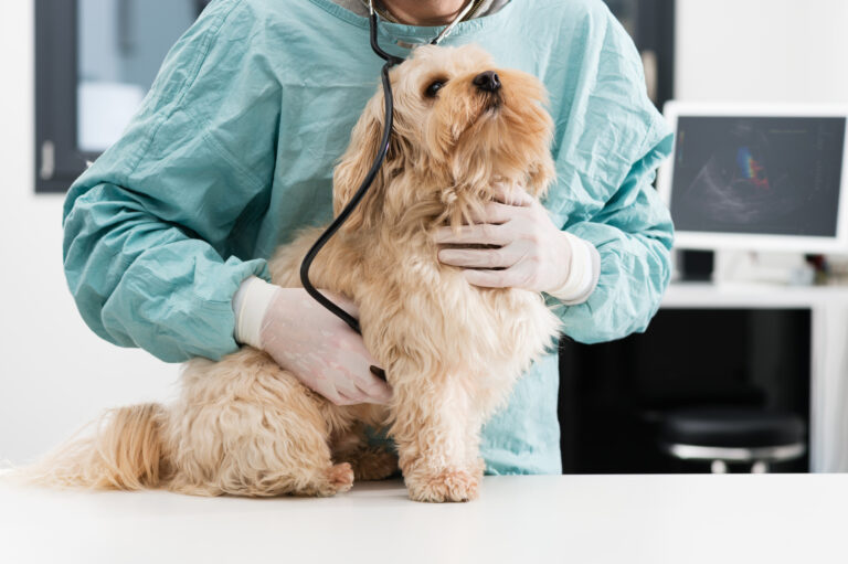 chien souffrant de pancréatite se faisant examiner chez le vétérinaire