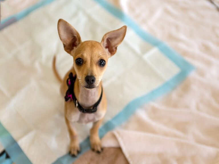 chien incontinent sur un tapis de propreté