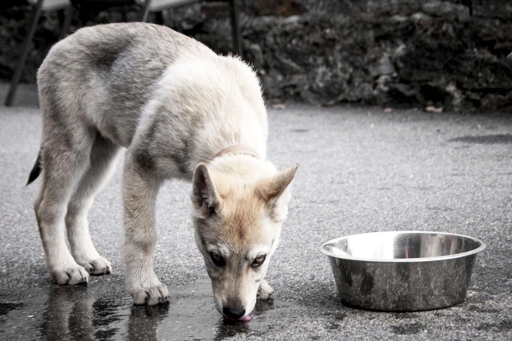Un jeune chien-loup tchécoslovaque