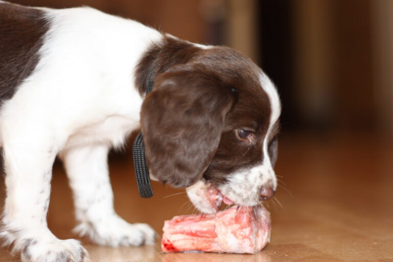 chiot qui mange de la nourriture barf