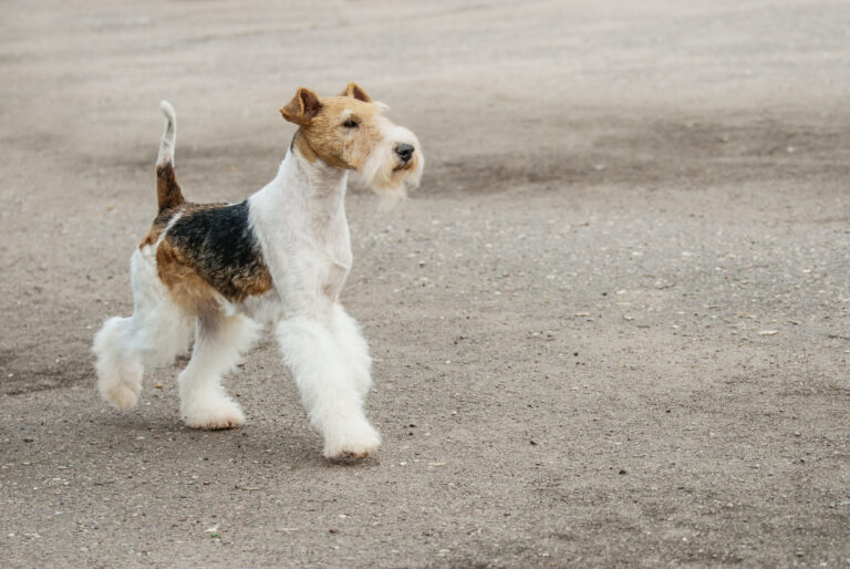 chien de race fox terrier qui marche