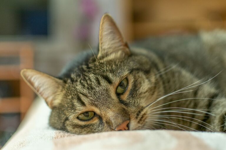 chat souffrant de gastrite couché sur un lit