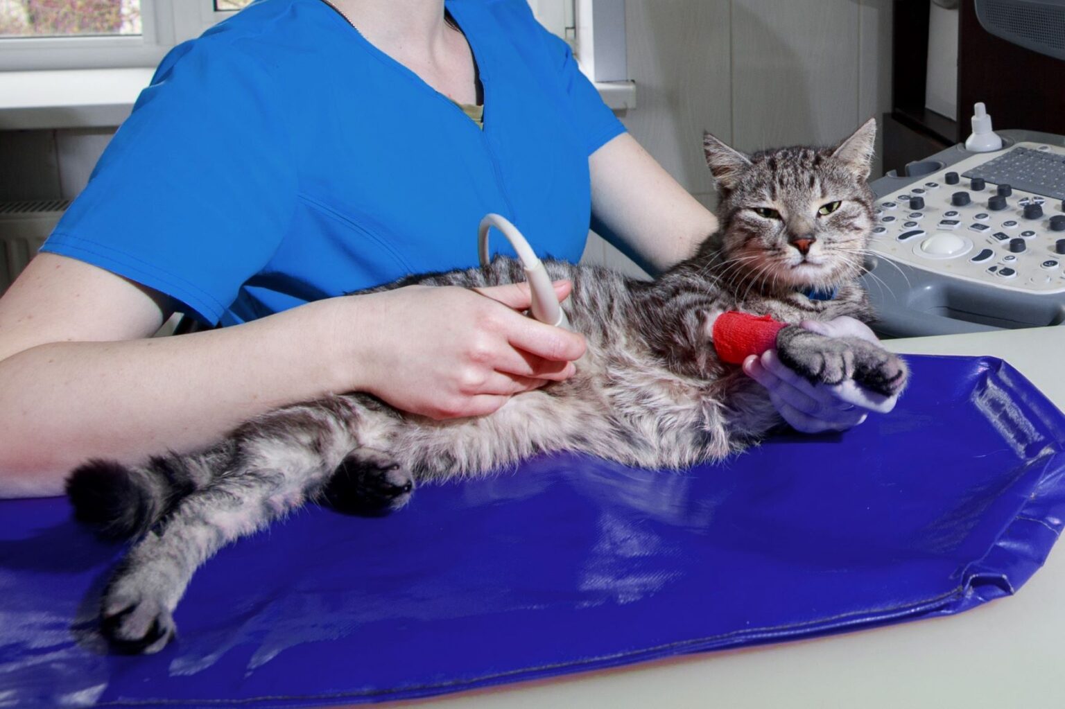 Gastrite chez le chat symptômes et traitement Magazine zooplus