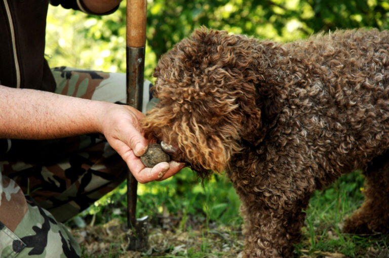 chien truffier qui renifle une truffe