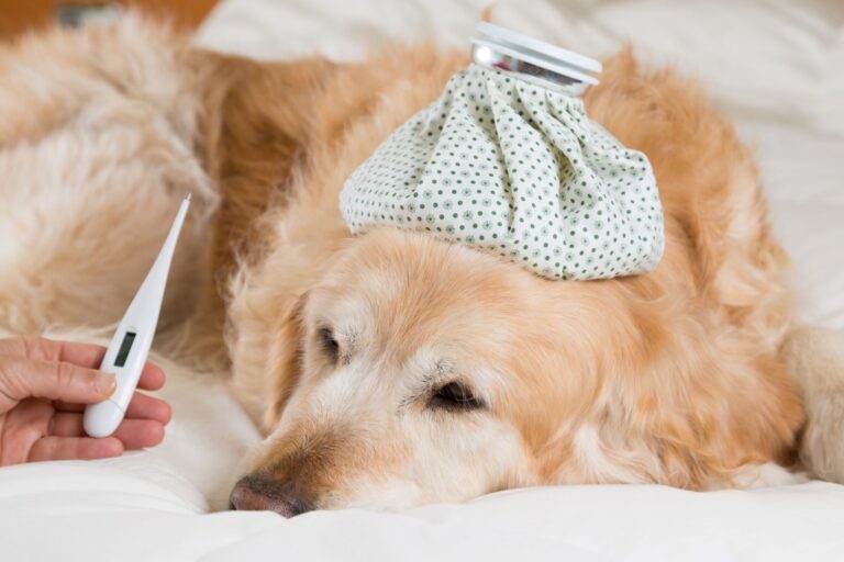 chien ayant de la fièvre couché au lit avec un thermomètre