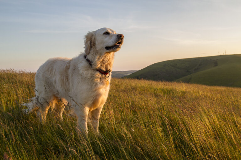 chien souffrant de coccidiose debout dans l'herbe