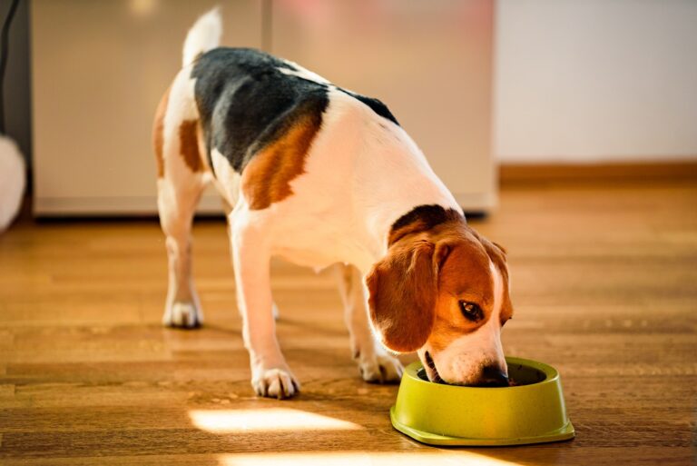 chien qui mange des croquettes hypoallergéniques