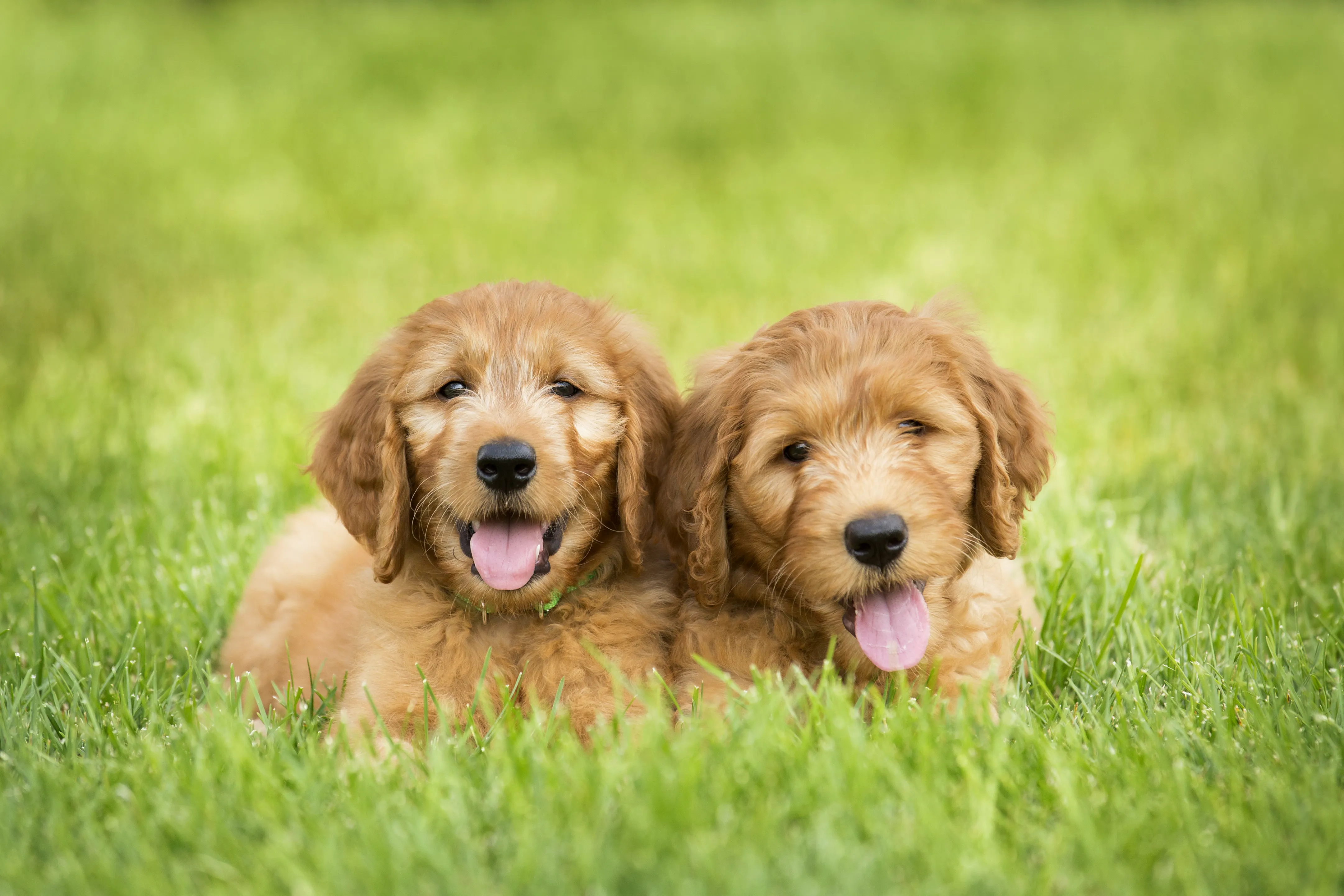 chiots goldendoodle dans l'herbe