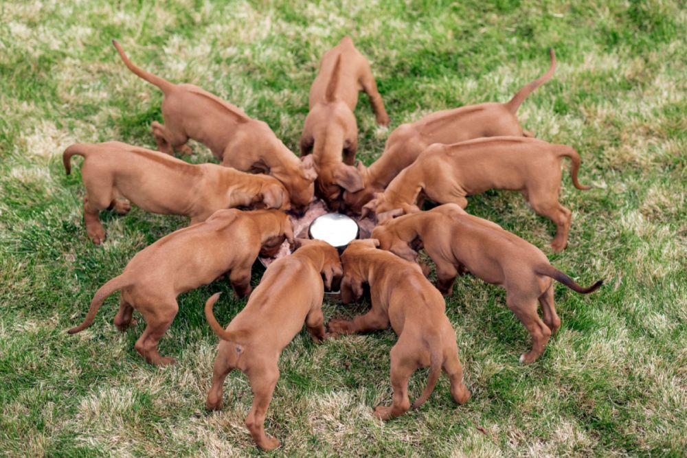 chiots rhodesian ridgebacks qui mangent dans une gamelle