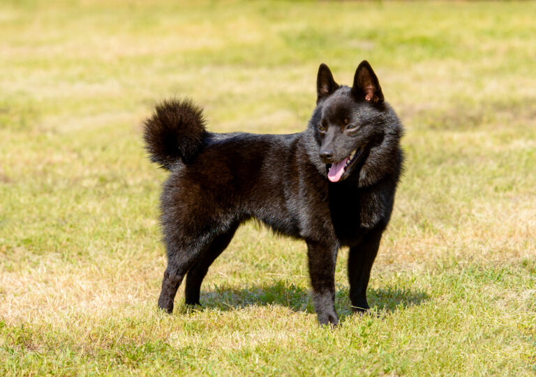 schipperke debout dans l'herbe