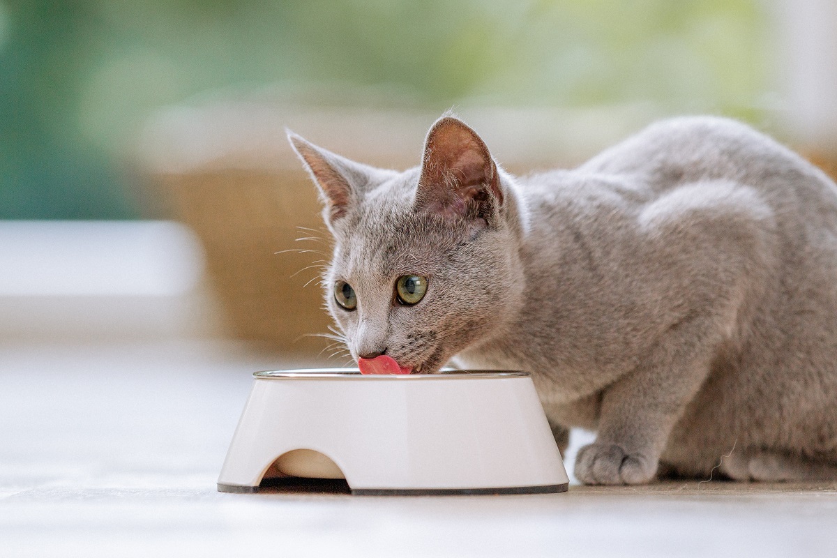 Les accessoires indispensables pour un chat