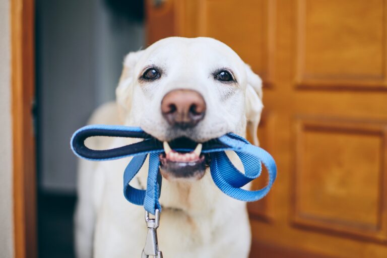 La laisse est un accessoire indispensable pour chien