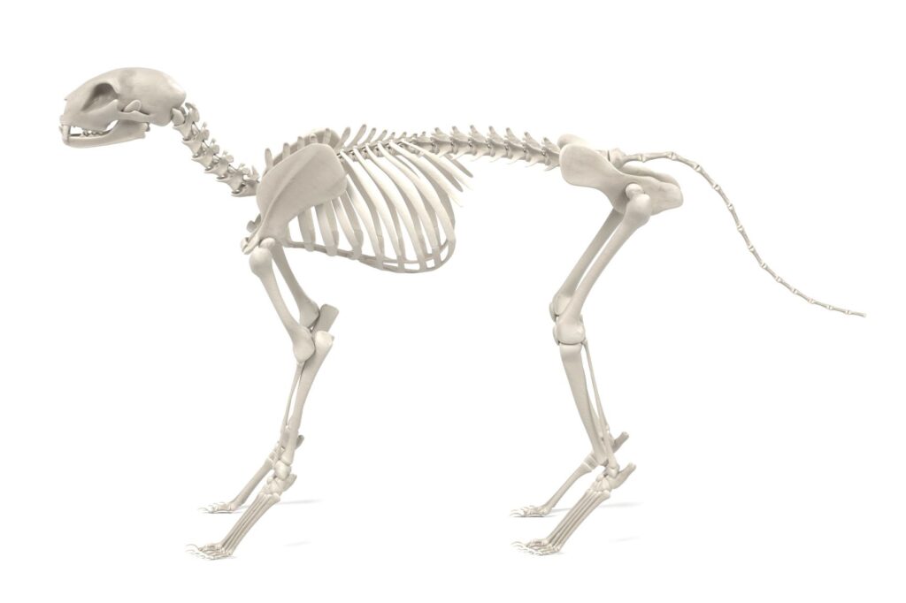 squelette d'un chat sur un fond blanc