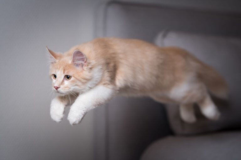 anatomie d'un chat en plein saut