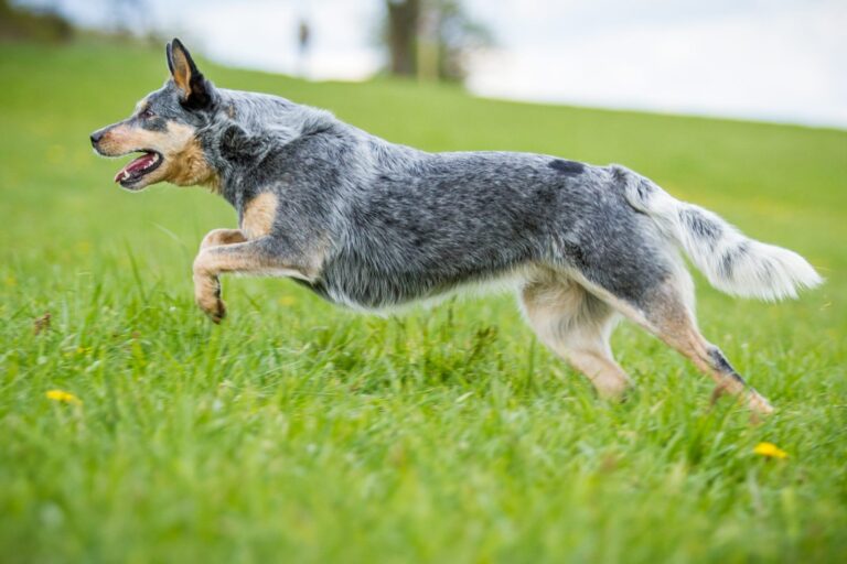 Le Bouvier australien est un chien très sportif