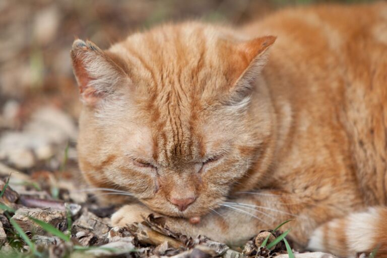 chat roux souffrant de verrues couché dans des feuilles mortes