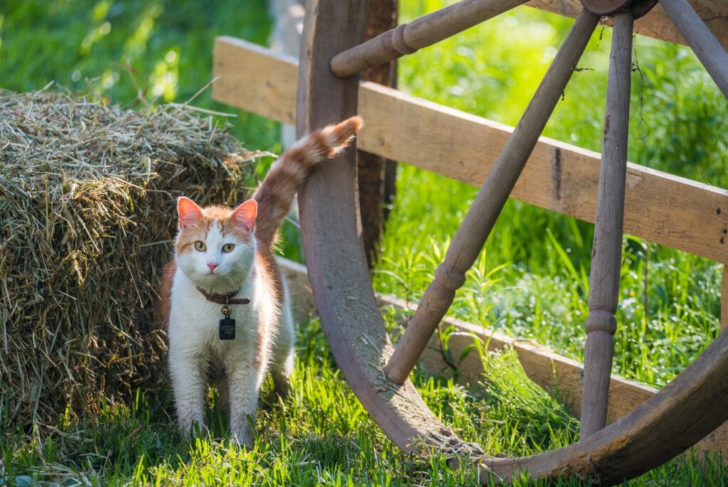 chat portant un collier à clochette dans un jardin
