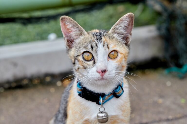 chat portant un collier avec une clochette