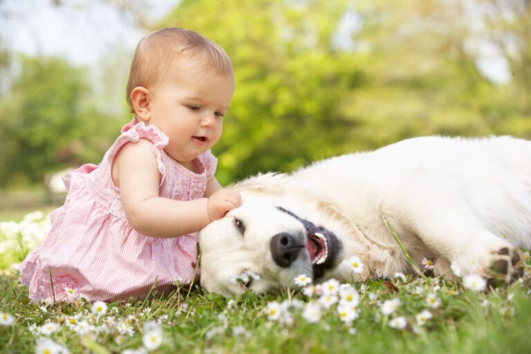 Chien et bébé qui font connaissance