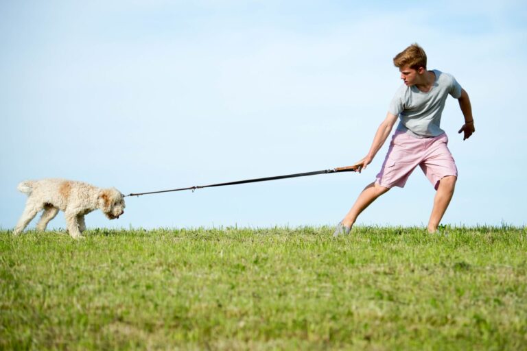 Votre chien ne veut pas sortir de la maison faire ses besoins