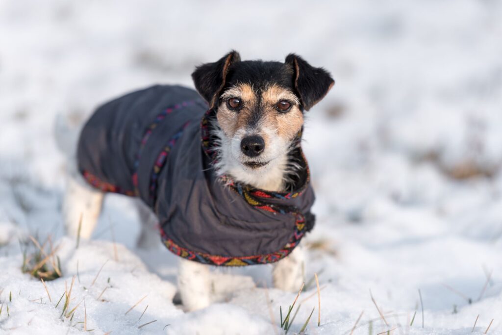 Un petit chien qui ne veut pas sortir de la maison sans son manteau