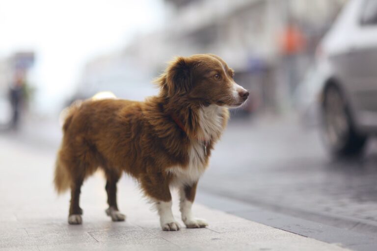 chien perdu en ville