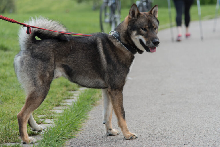 chien shikoku debout dans la rue