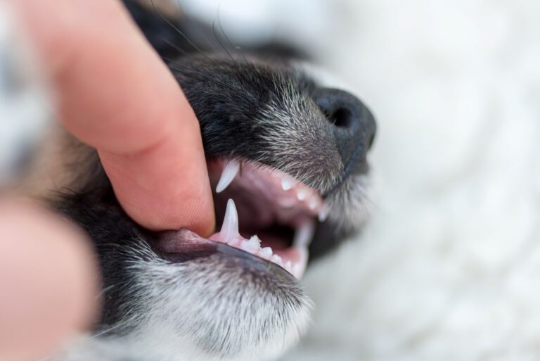 doigt montrant les dents de lait d'un chien