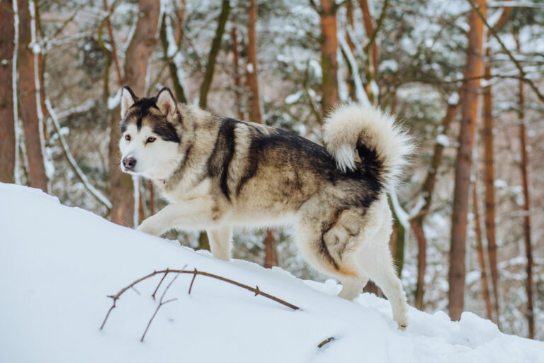 Alaskan malamute husky wolf dog in winter forest outdoor walking on the snow