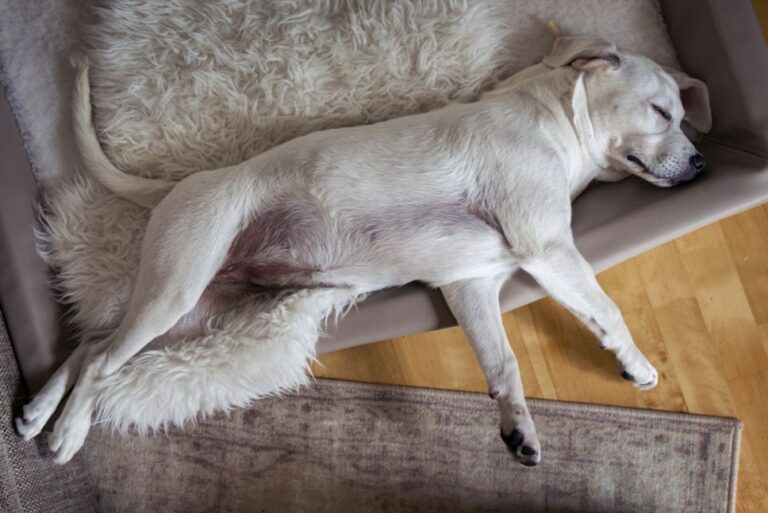 chien souffrant de métrite allongé sur un canapé