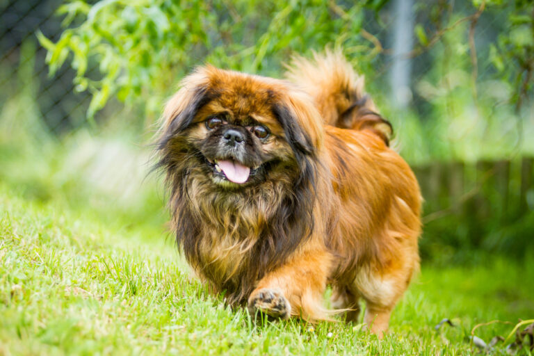 chien pékinois dans l'herbe