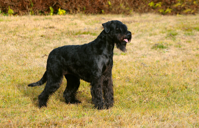 Un schnauzer géant noir debout dans l'herbe