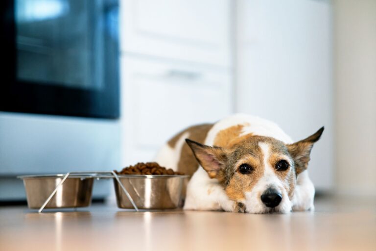 Ce chien atteint de MICI a souffre d'une perte d'appétit