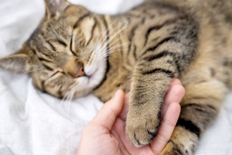 L'épuisement est un signe d'une anémie du chat