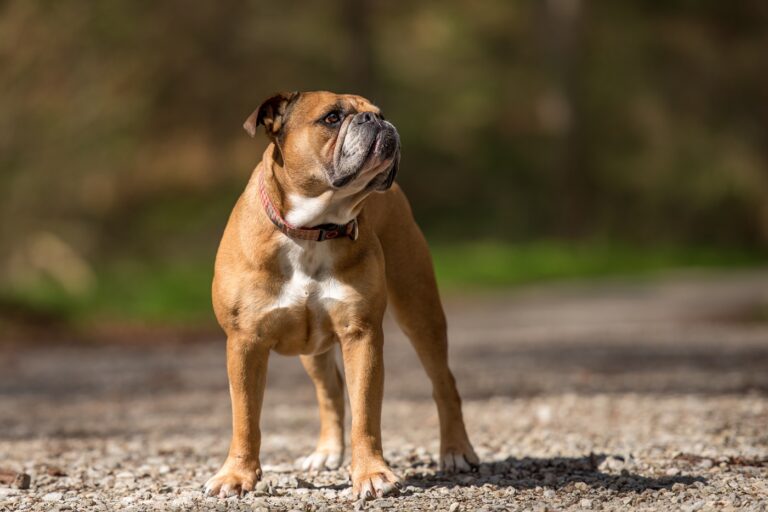 Un bulldog continental au caractère irréprochable.