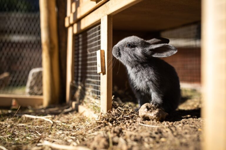 Un joli lapereau sortant de sa cage Une cage à lapin en extérieur