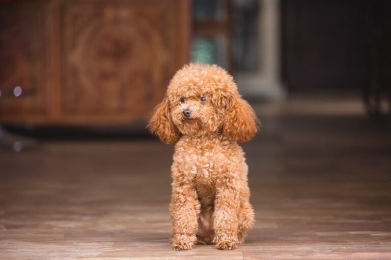 Chien caniche toy assis sur un parquet