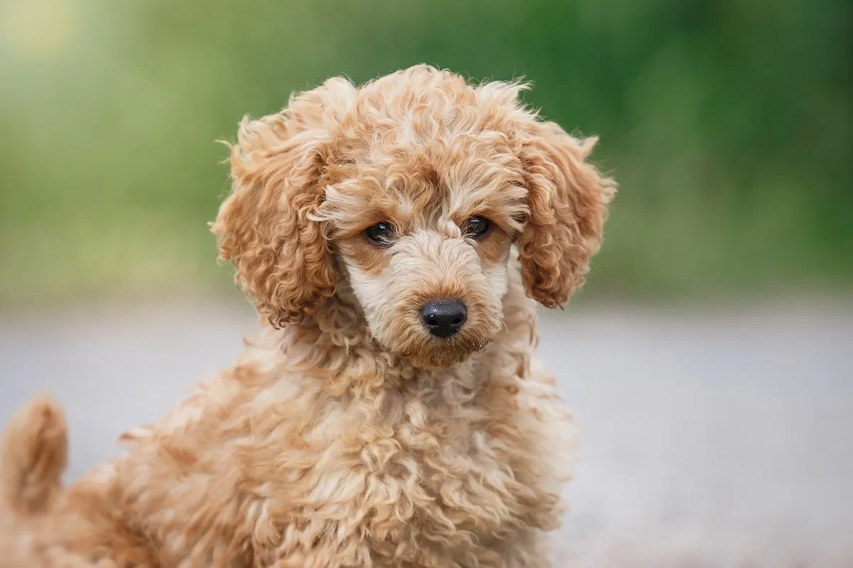 caniche toy vu de près