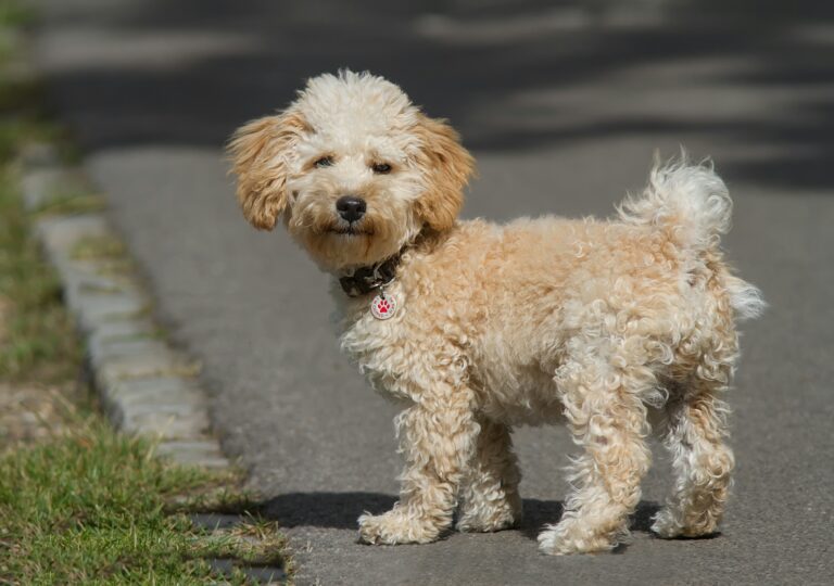 cavapoo couleur crème debout dans la rue