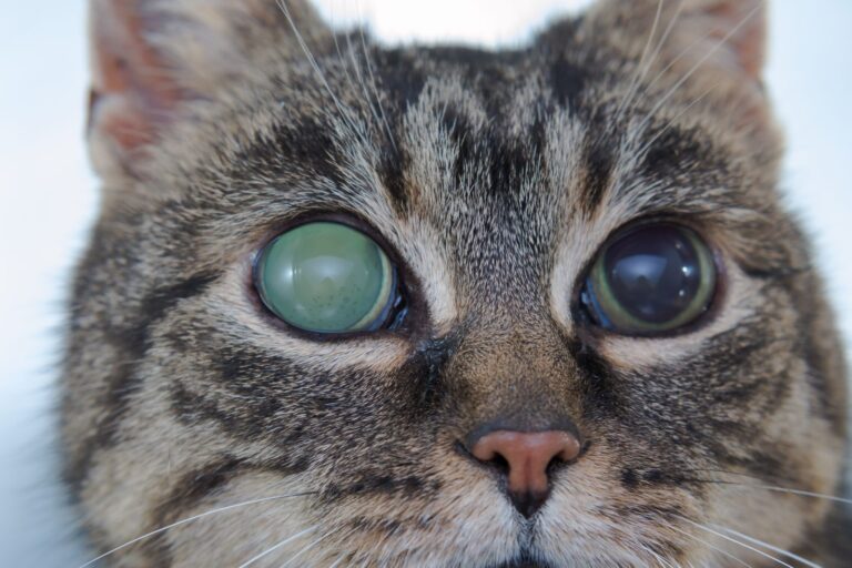glaucome dans l'oeil gauche d'un chat
