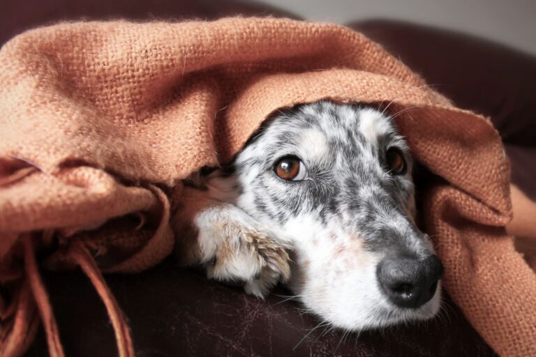 chien souffrant d'anémie blotti sous une couverture