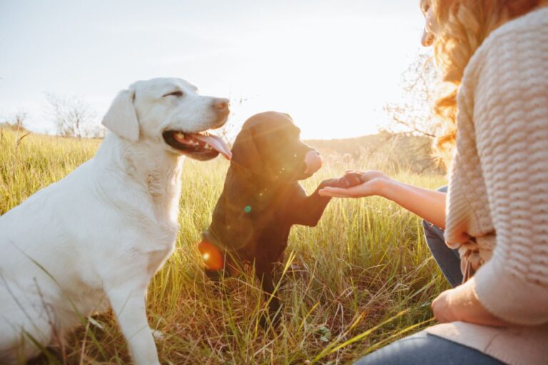 Le Labrador Retriever sont est une race de chien hypoallergénique