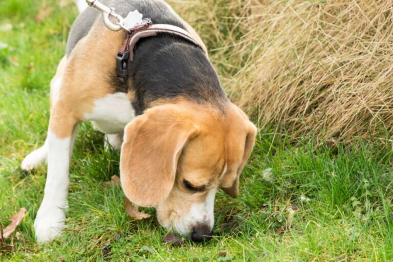 Votre chien mange des crottes pendant la promenade : ça peut être dangereux